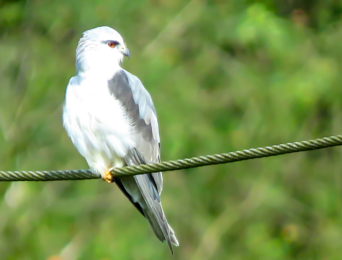 Black-winged Kite - Krishnamoorthy Muthirulan