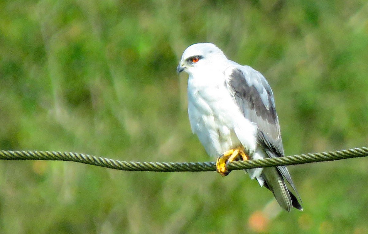 Black-winged Kite - ML376192731