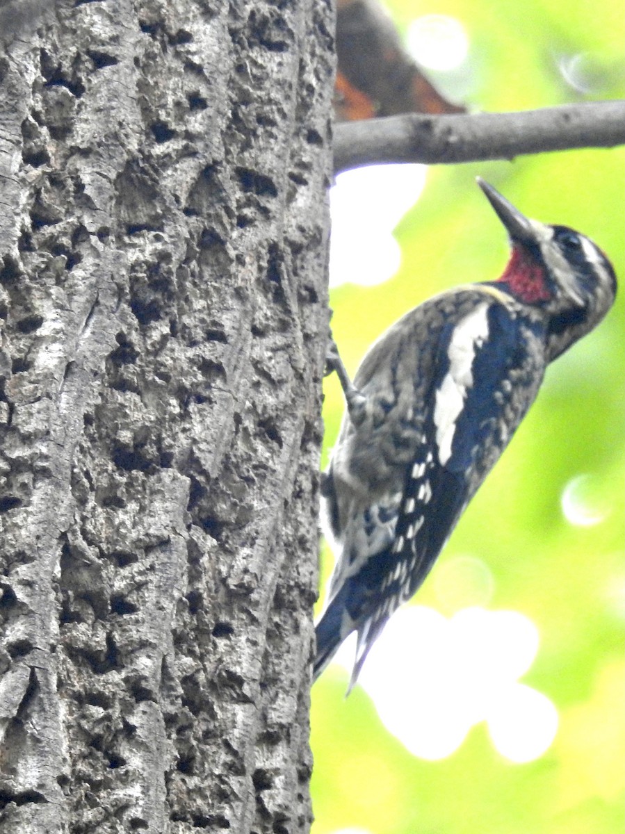 Yellow-bellied Sapsucker - ML376194381
