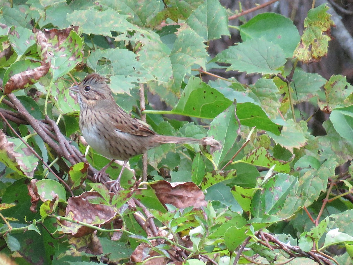 Lincoln's Sparrow - ML376194661