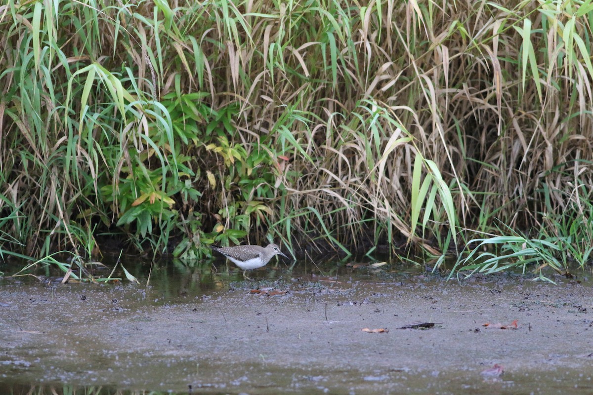 Solitary Sandpiper - ML376197621