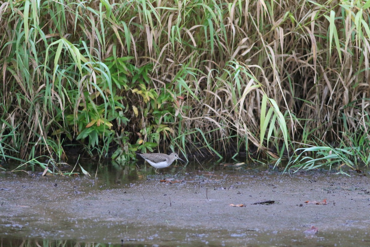 Solitary Sandpiper - ML376197631