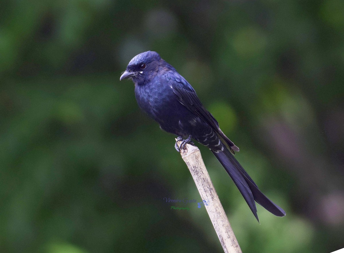 Black Drongo - ML376197901