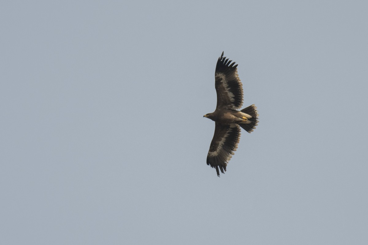 Águila Esteparia - ML376198241