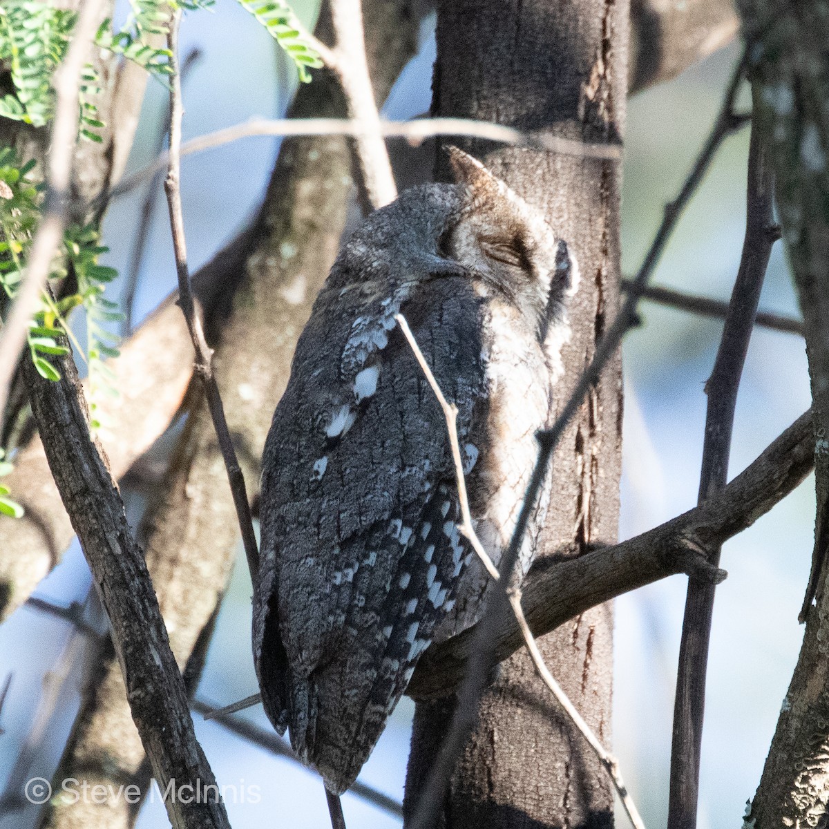 African Scops-Owl - ML376201171