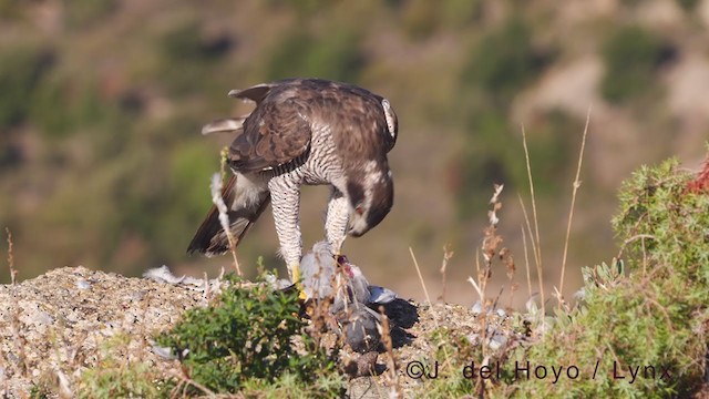 Eurasian Goshawk - ML376202741