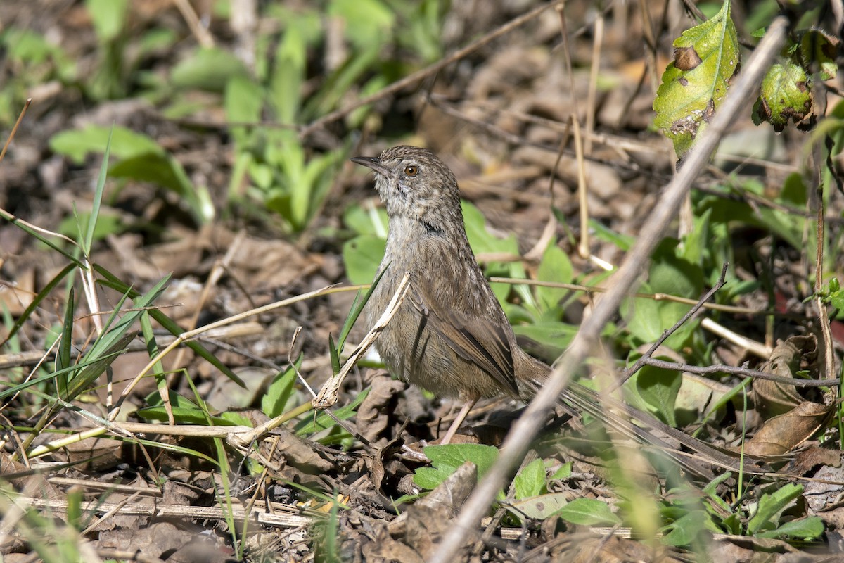 Himalayan Prinia - ML376204001