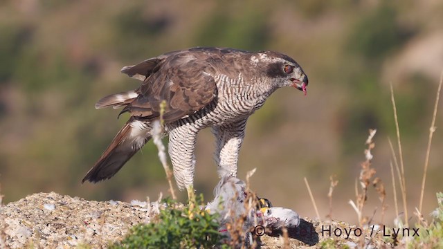 Eurasian Goshawk - ML376204591