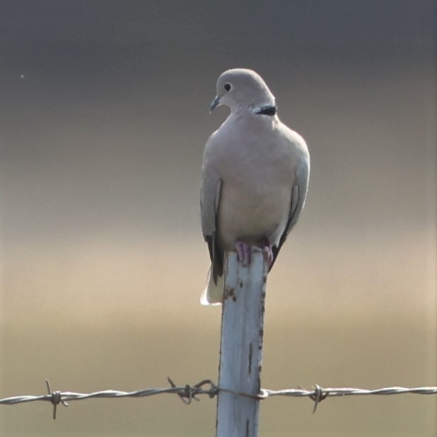 Eurasian Collared-Dove - Dennis Eckhart