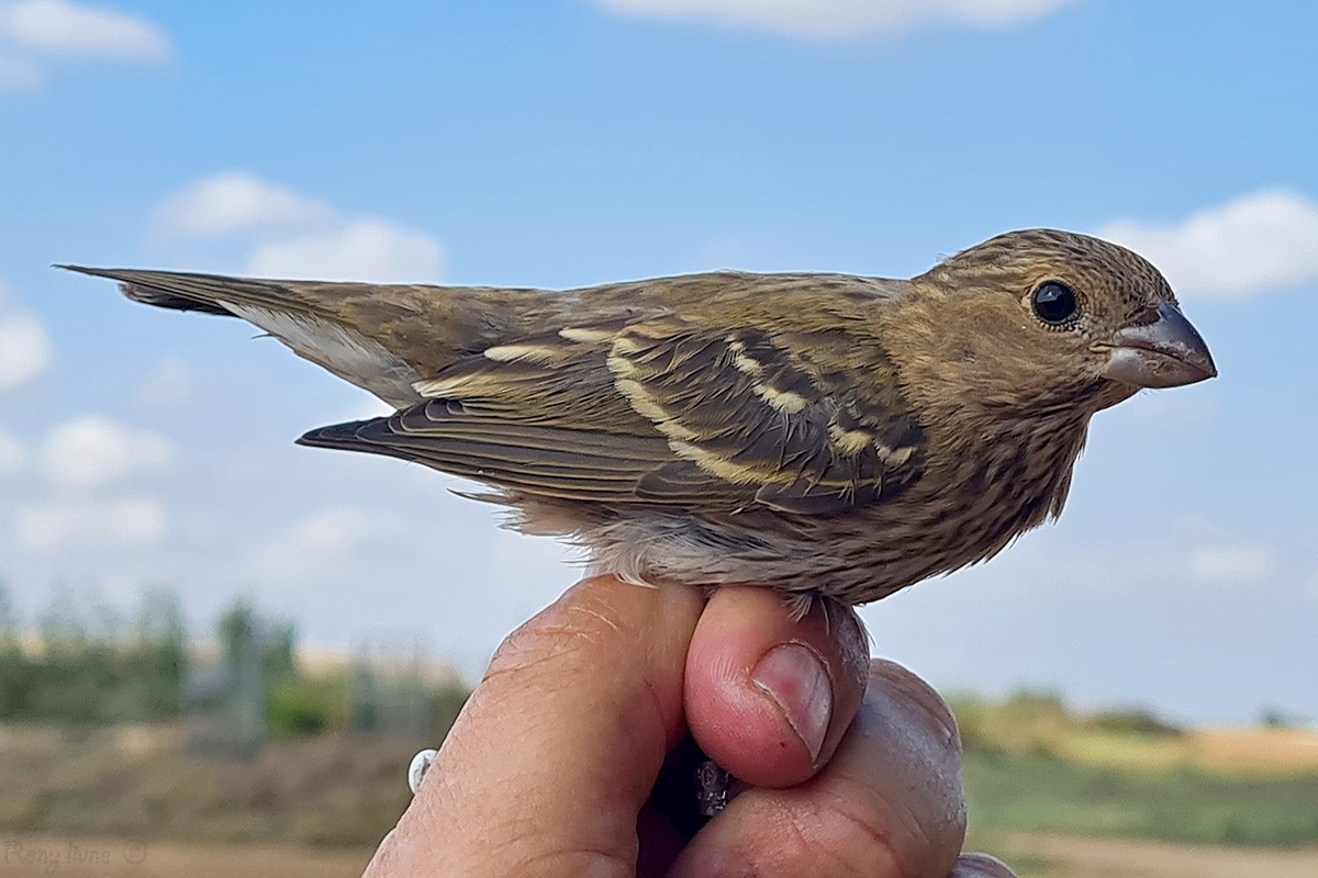 Common Rosefinch - ML376205951