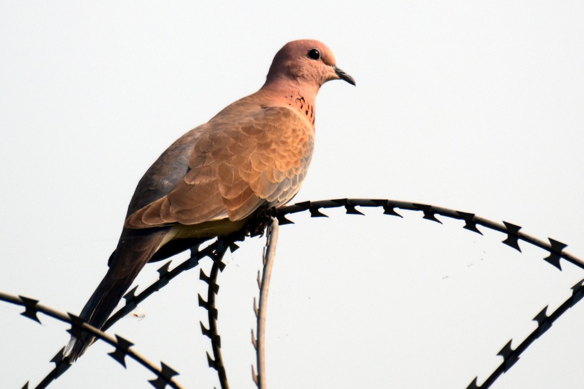 Laughing Dove - ML376207251
