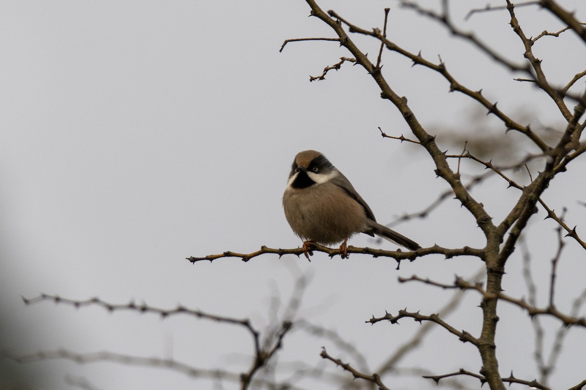 White-cheeked Tit - ML376208451