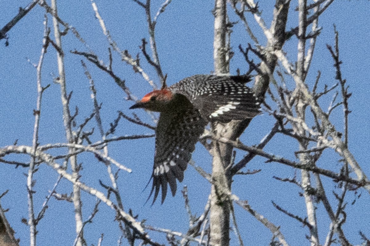 Red-bellied Woodpecker - ML376208991