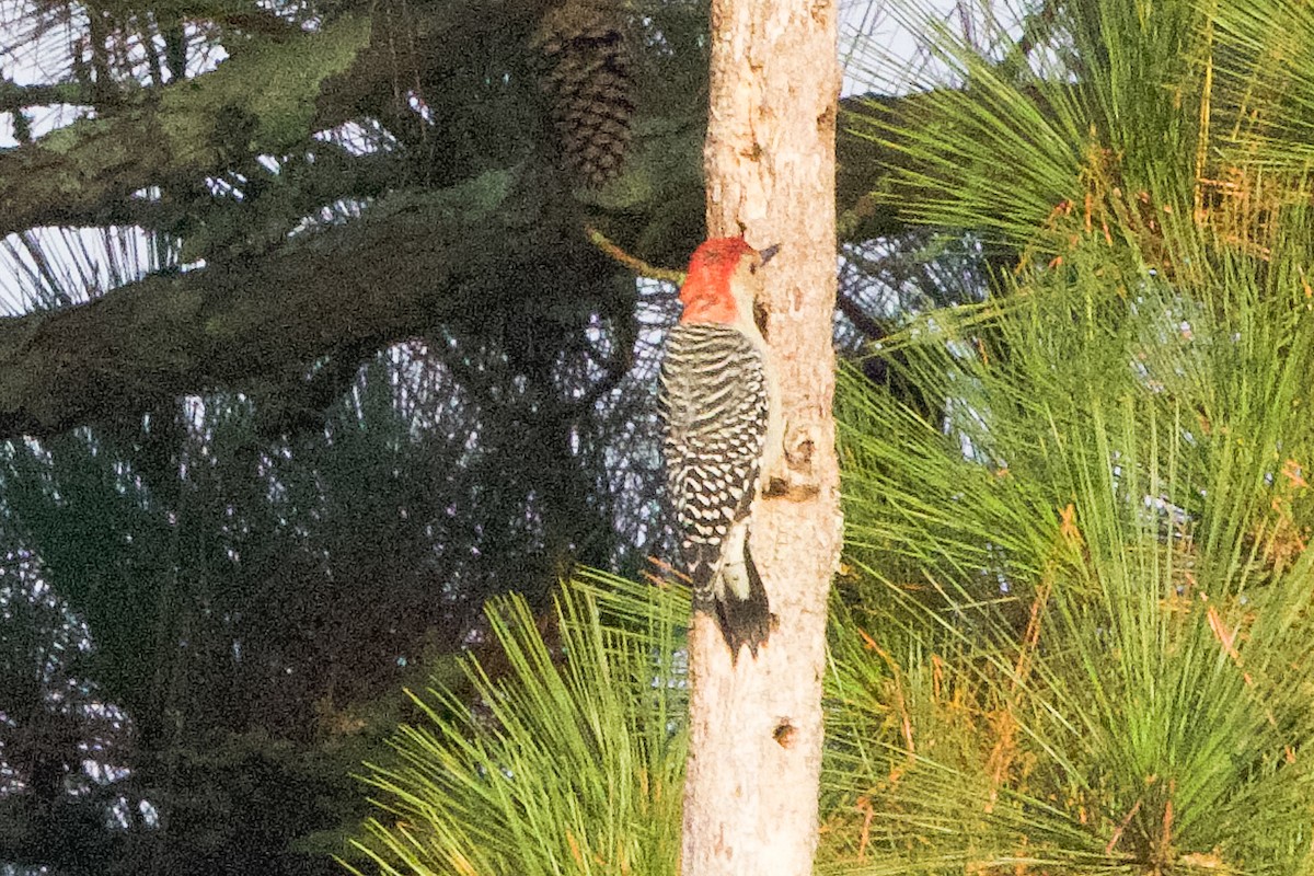 Red-bellied Woodpecker - ML376209011