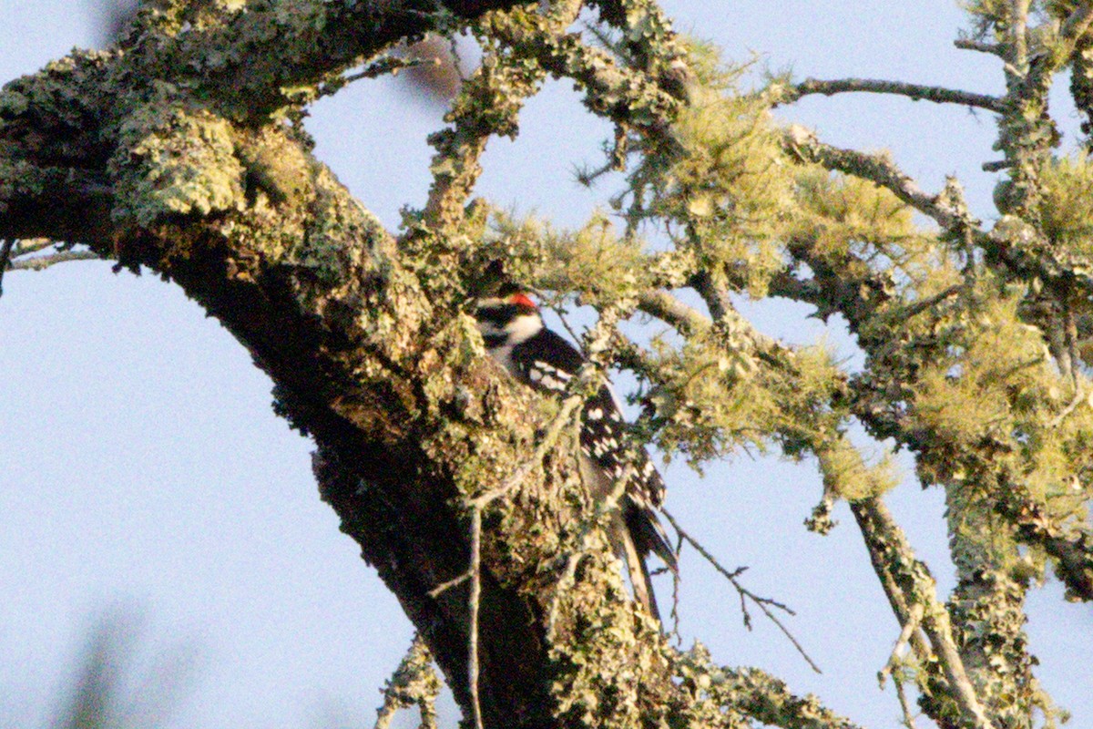 Downy Woodpecker - Ann Van Sant