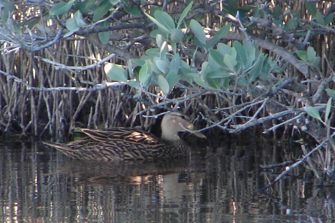 Mottled Duck - Shelley Rutkin