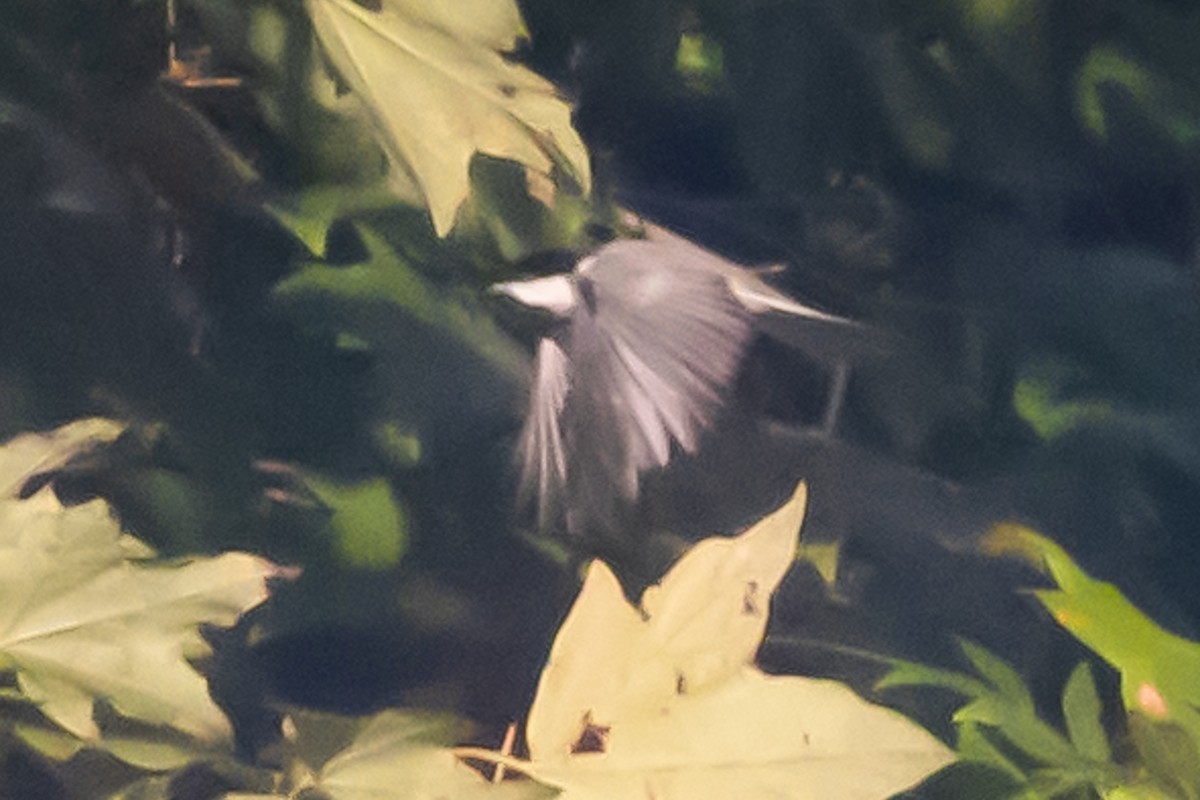 Carolina Chickadee - ML376209451