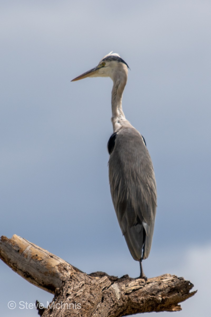 Gray Heron - ML376209781