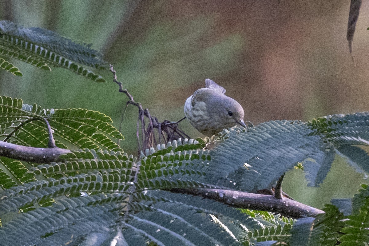 Cape May Warbler - ML376210041