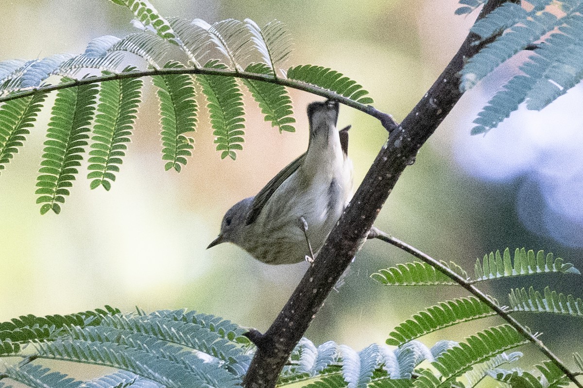 Cape May Warbler - ML376210051