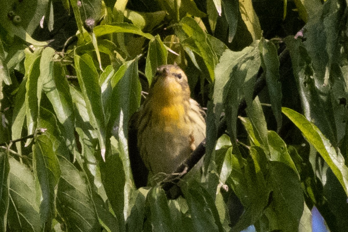 Blackburnian Warbler - ML376210151