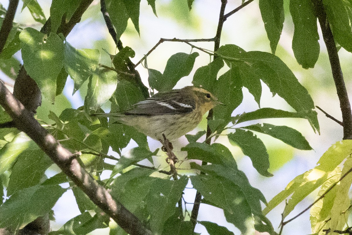 Blackburnian Warbler - ML376210161