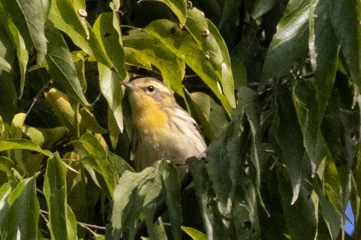 Blackburnian Warbler - ML376210171