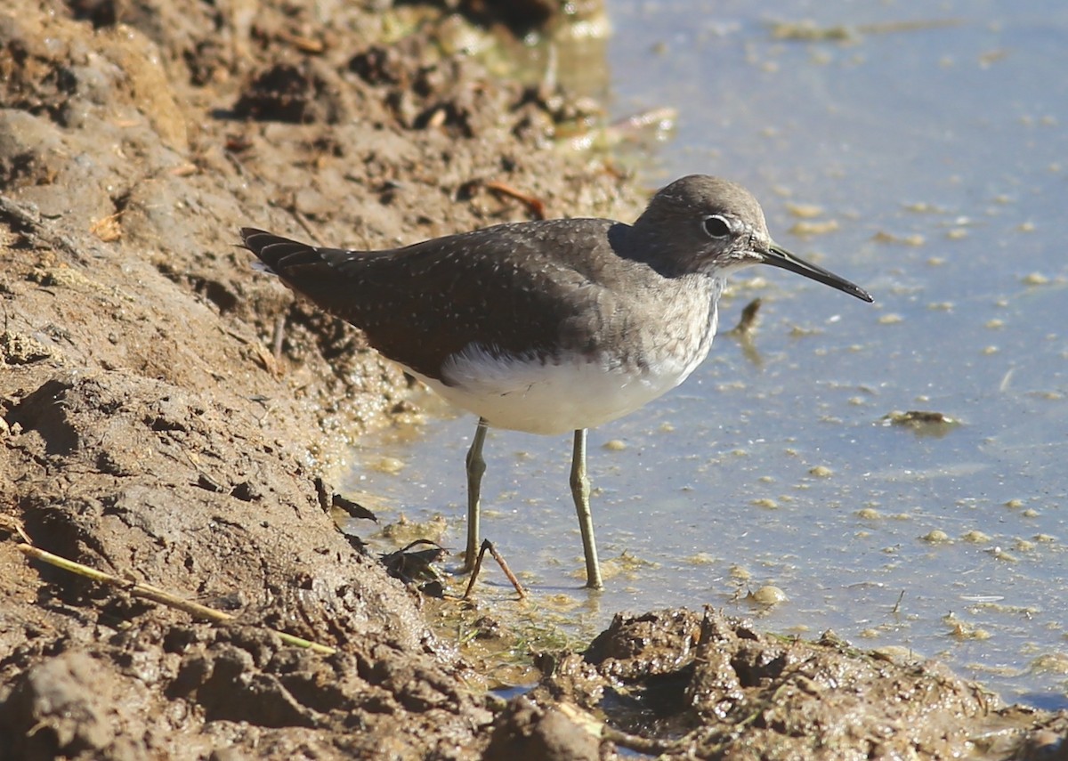 Green Sandpiper - Paul Bourdin