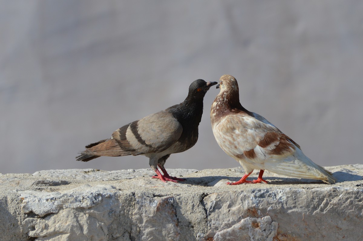 Rock Pigeon - ML376211901