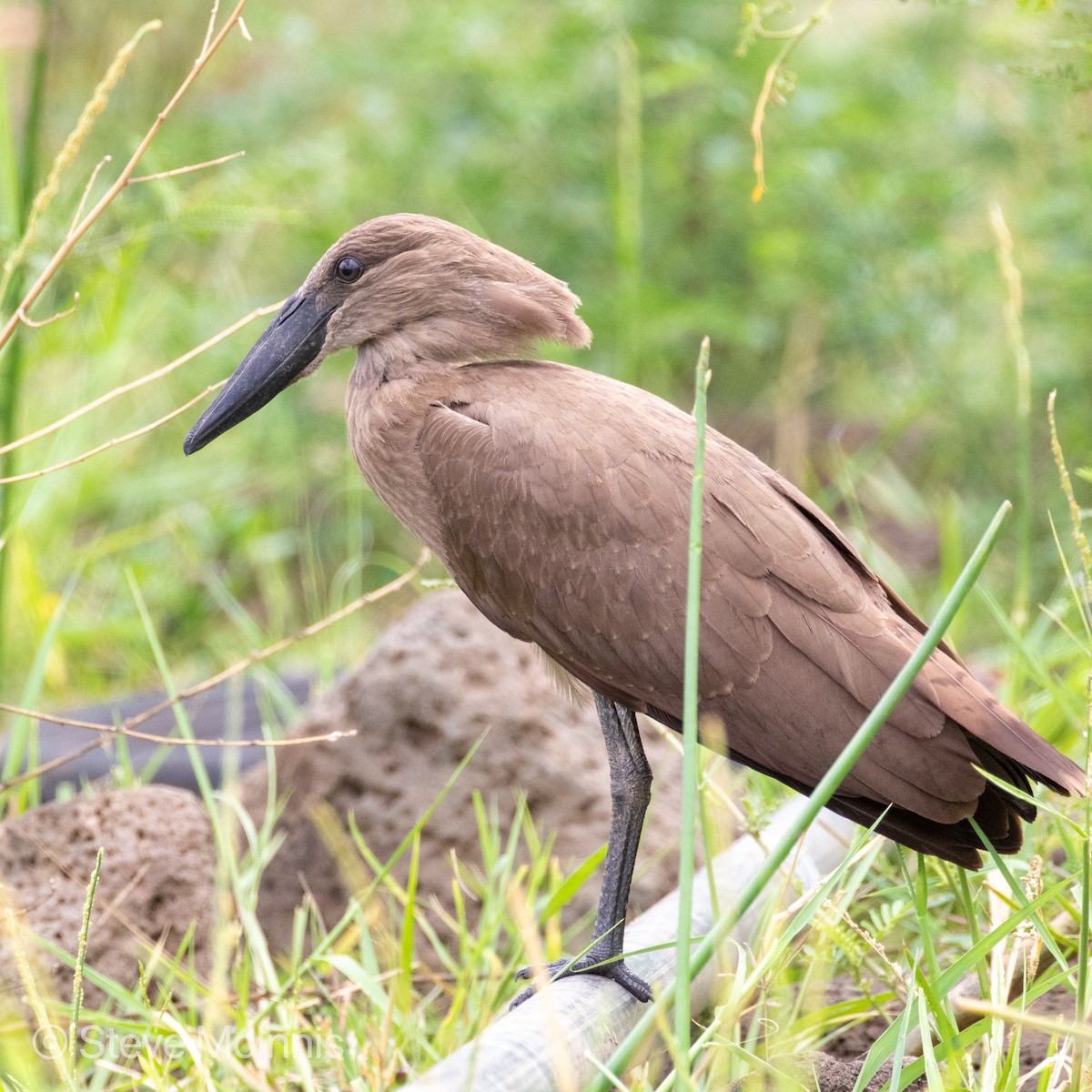 Hamerkop - ML376212191