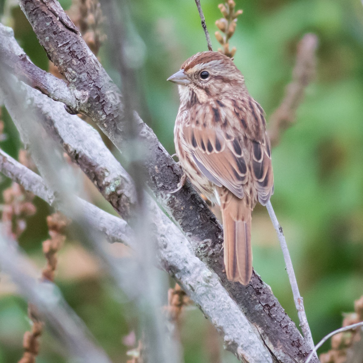 White-throated Sparrow - Craig Kingma