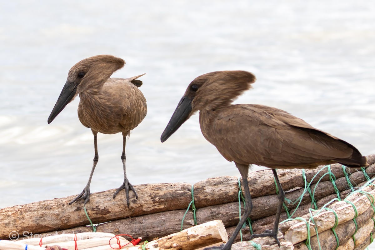 Hamerkop - ML376213851