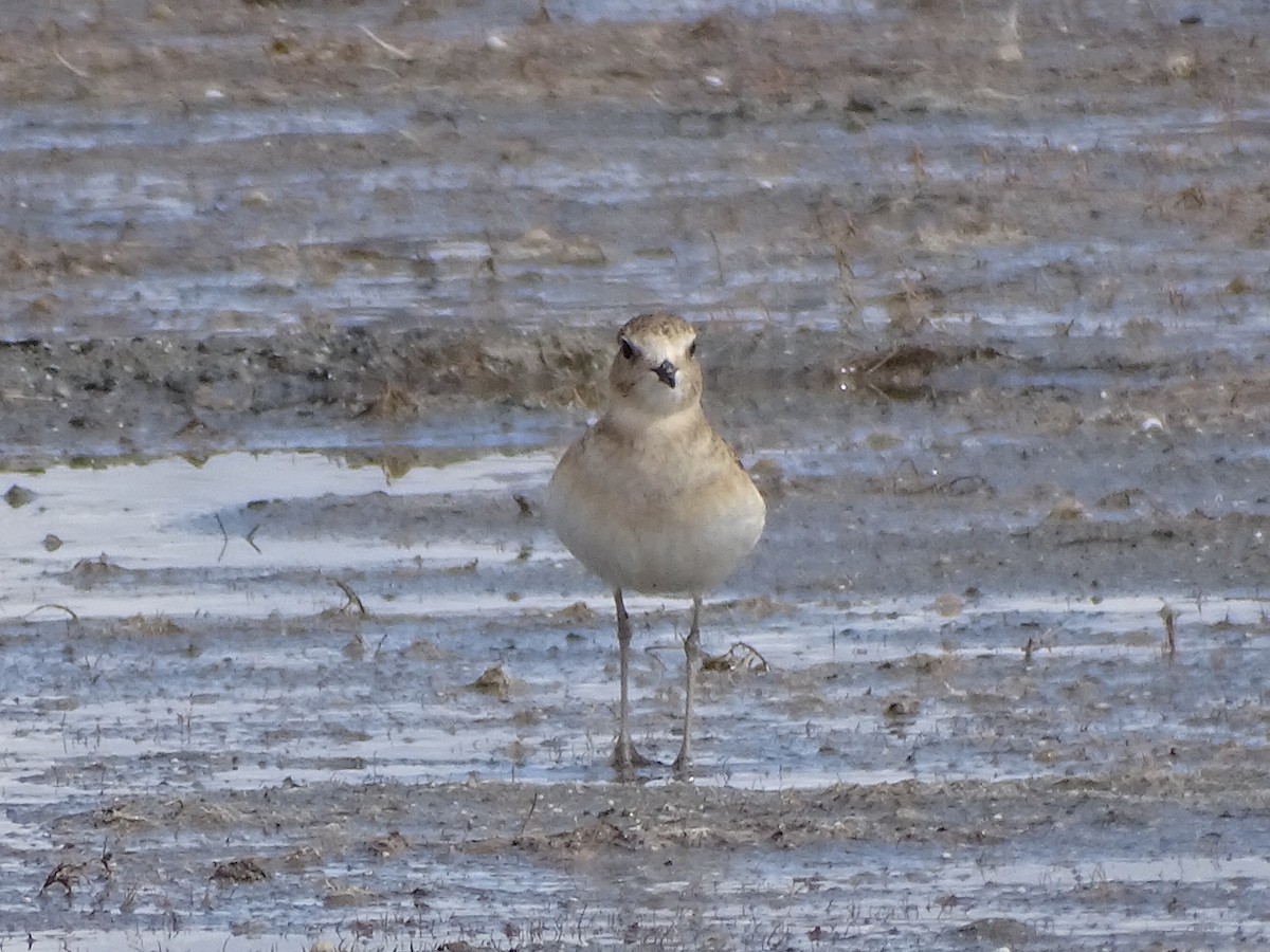 Mountain Plover - ML376214091