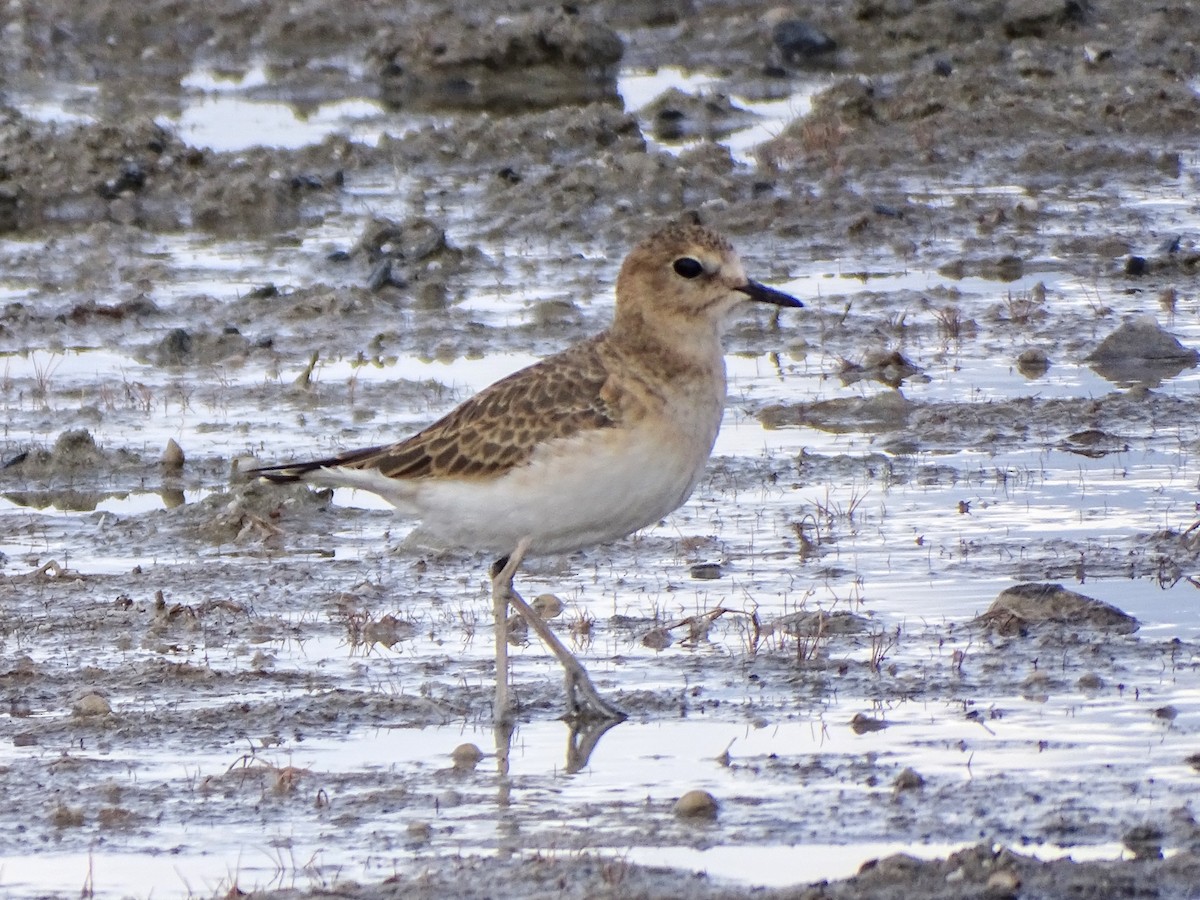 Mountain Plover - ML376214101