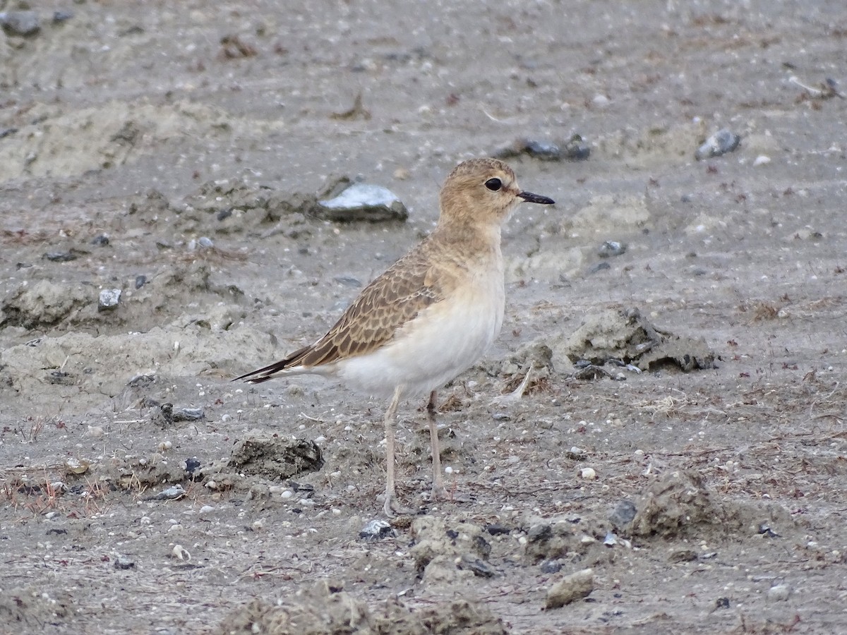 Mountain Plover - Rosie Howard