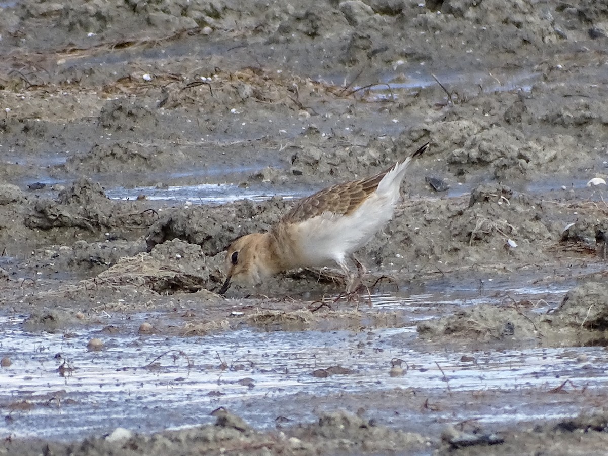 Chorlito Llanero - ML376214141