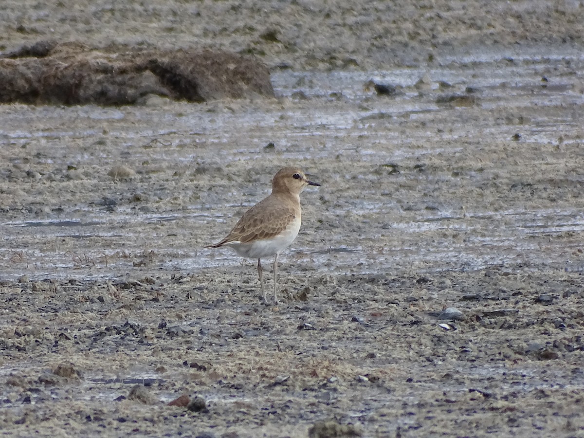 Mountain Plover - ML376214191