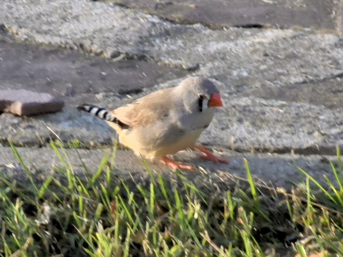 Zebraamadine - ML376217861