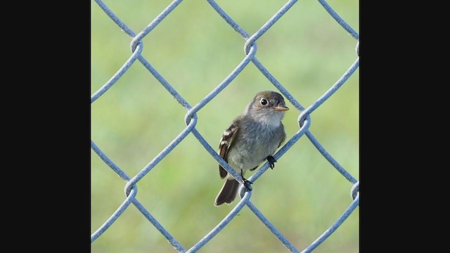 Least Flycatcher - ML376218031