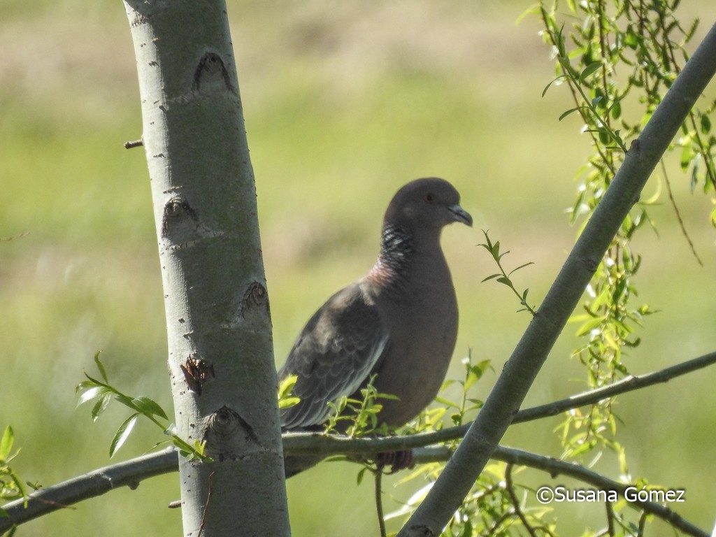 Picazuro Pigeon - Susana Gómez