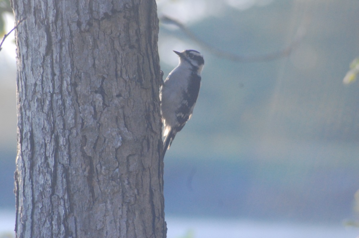 Downy Woodpecker (Eastern) - Pipilo erythrophthalmus