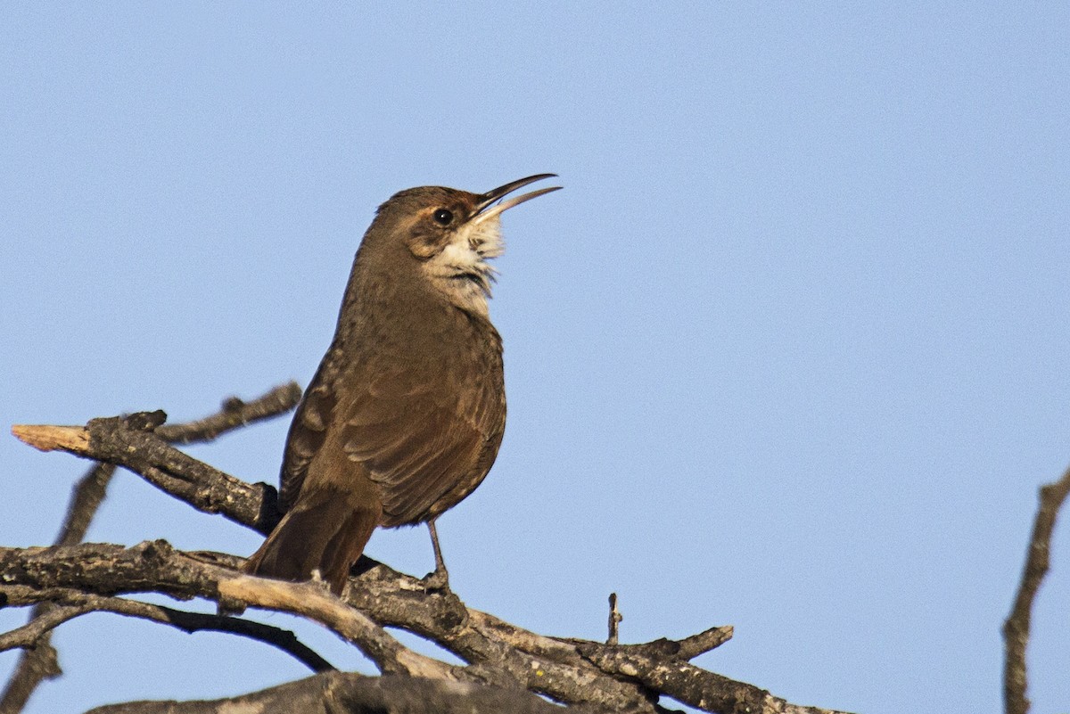 Chaco Earthcreeper - ML376221181