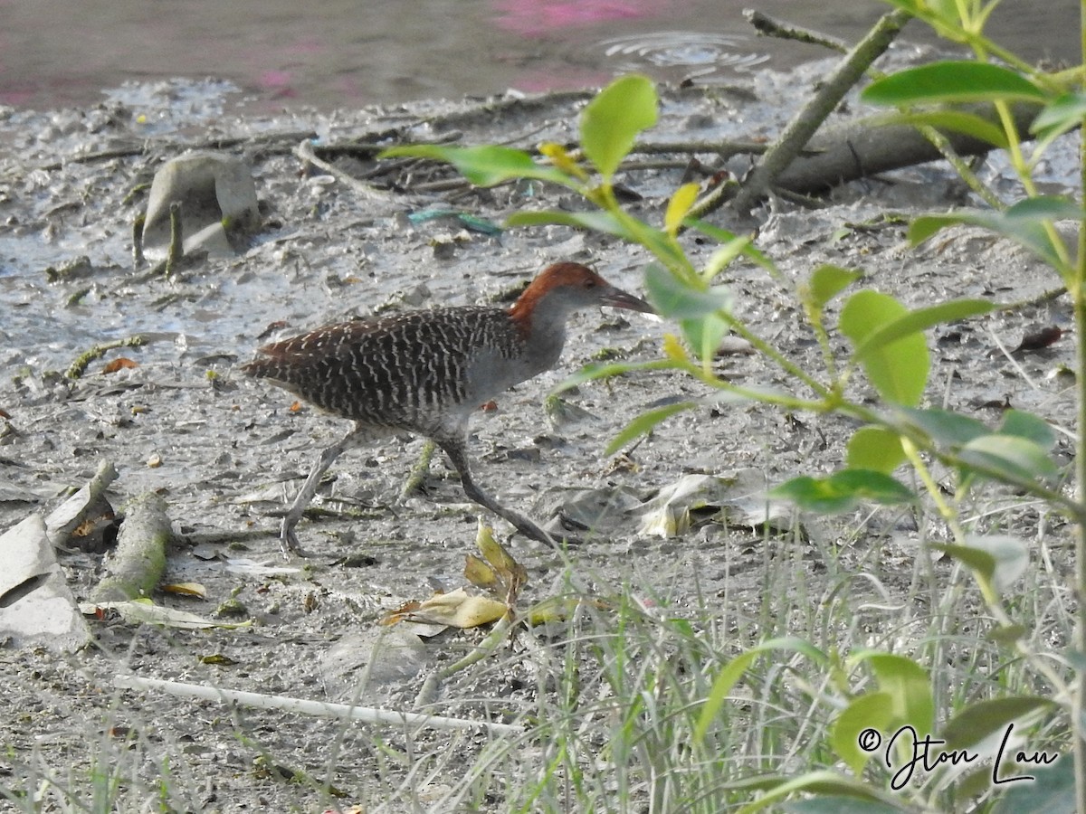 Slaty-breasted Rail - ML376222391