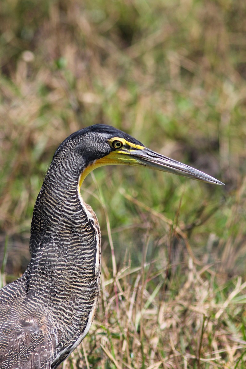 Bare-throated Tiger-Heron - ML376222701