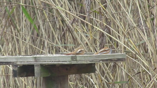 Bearded Reedling - ML376222951