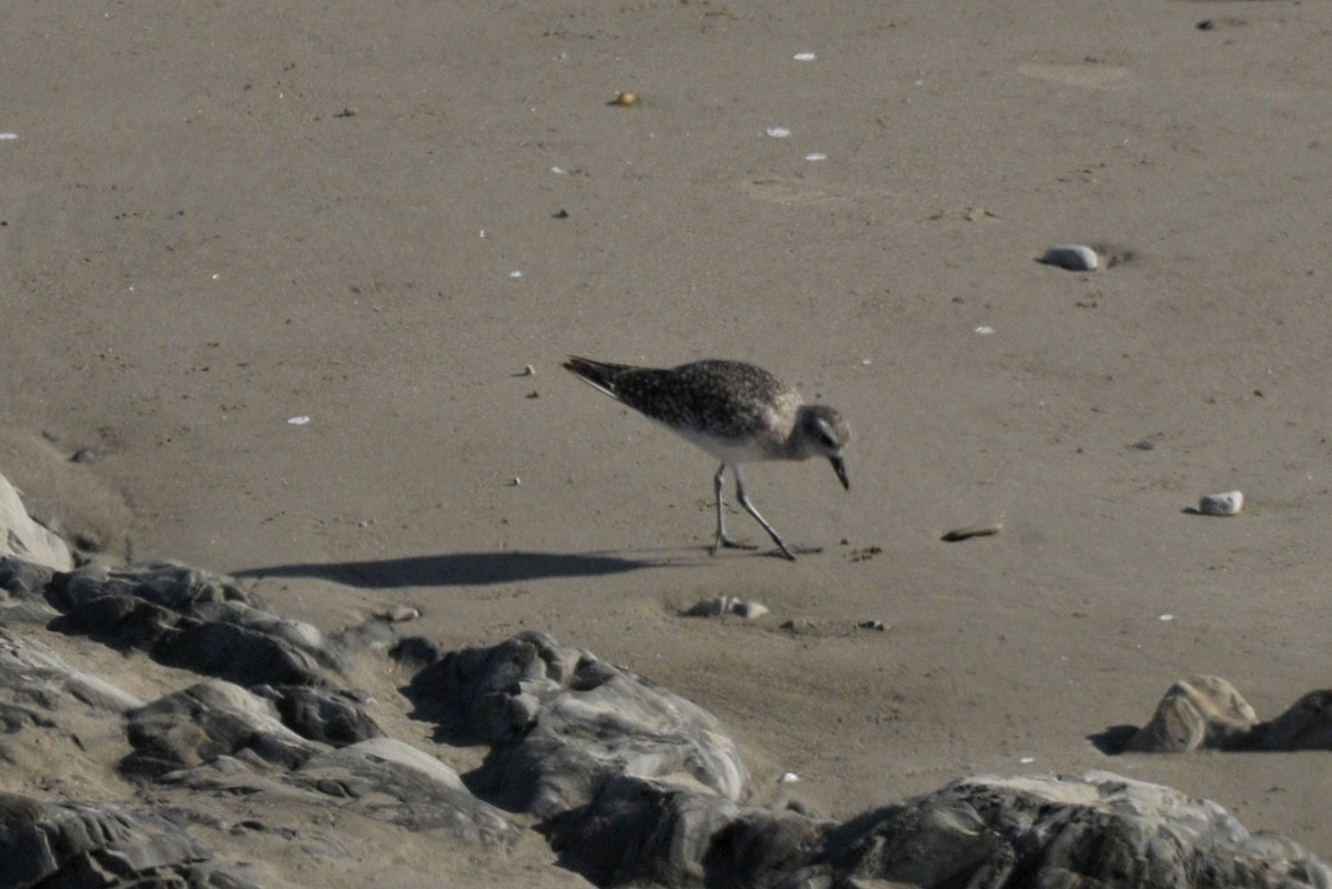 Black-bellied Plover - ML37622311