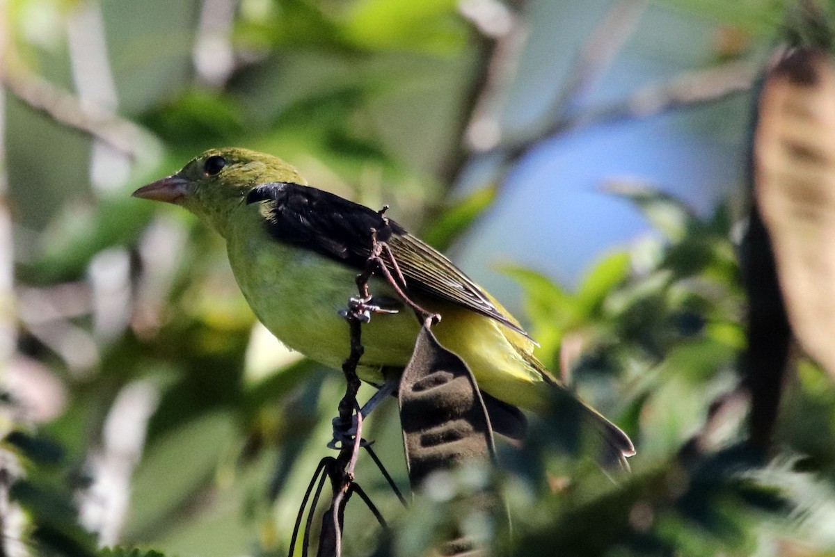 Piranga Escarlata - ML376223281