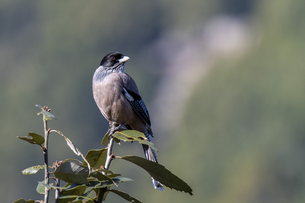 Black-headed Jay - ML376223421