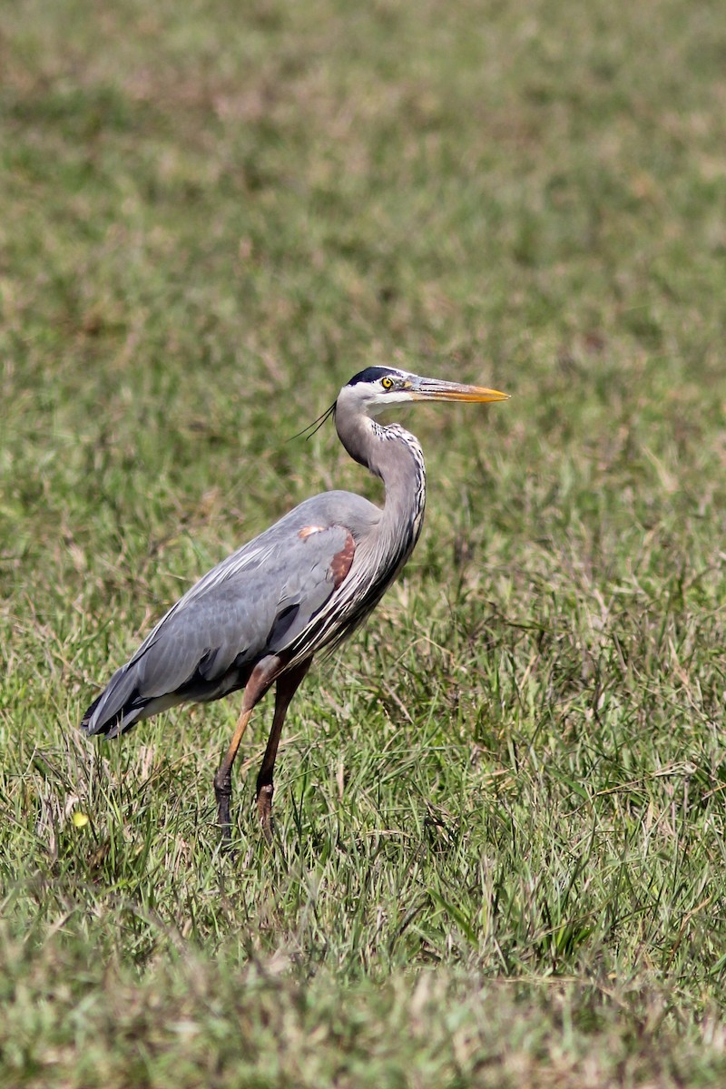 Great Blue Heron - ML376224121