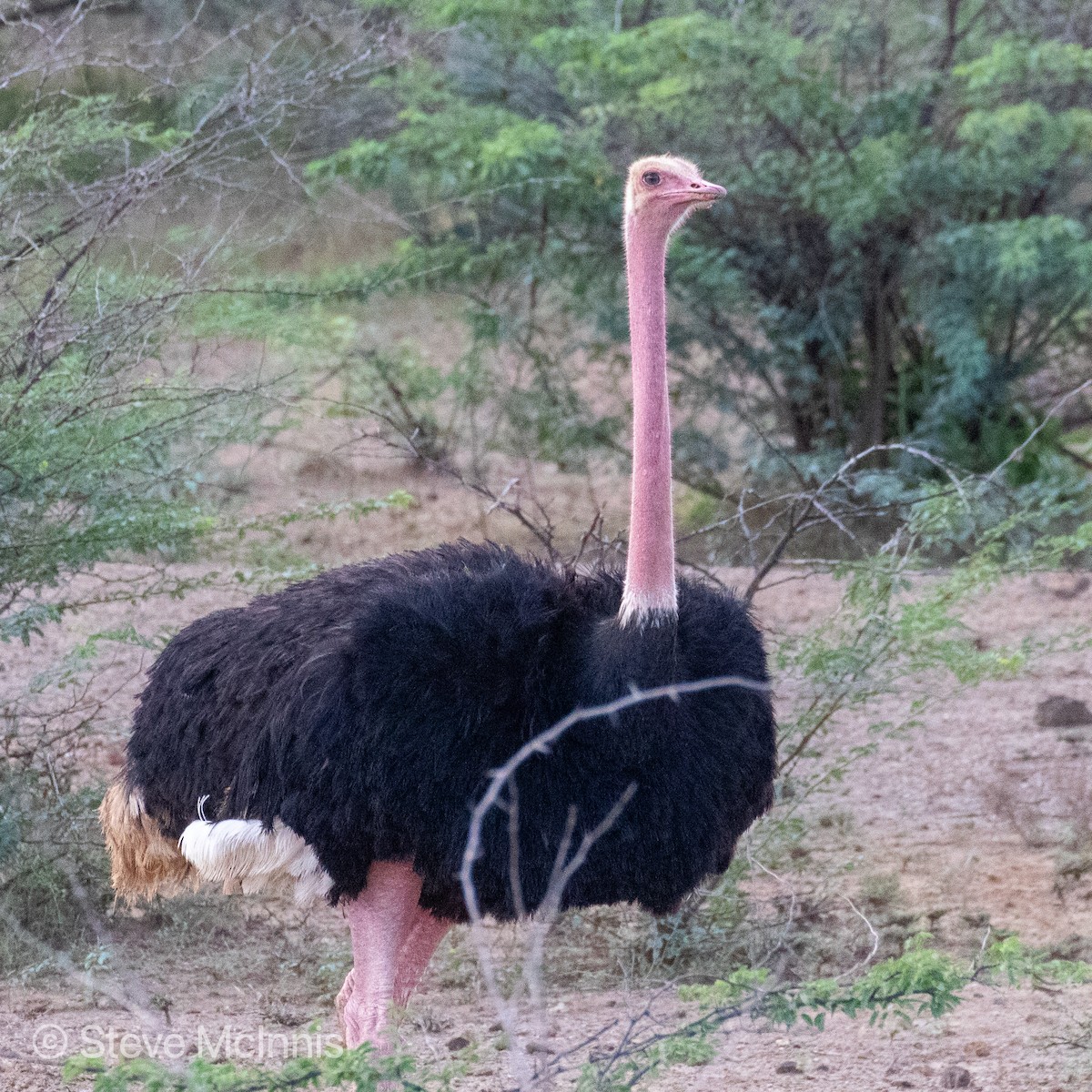 Common Ostrich - ML376225981